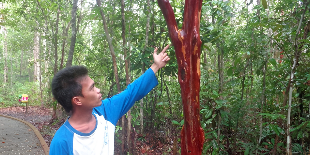 Kulit kayu merah Pelawan