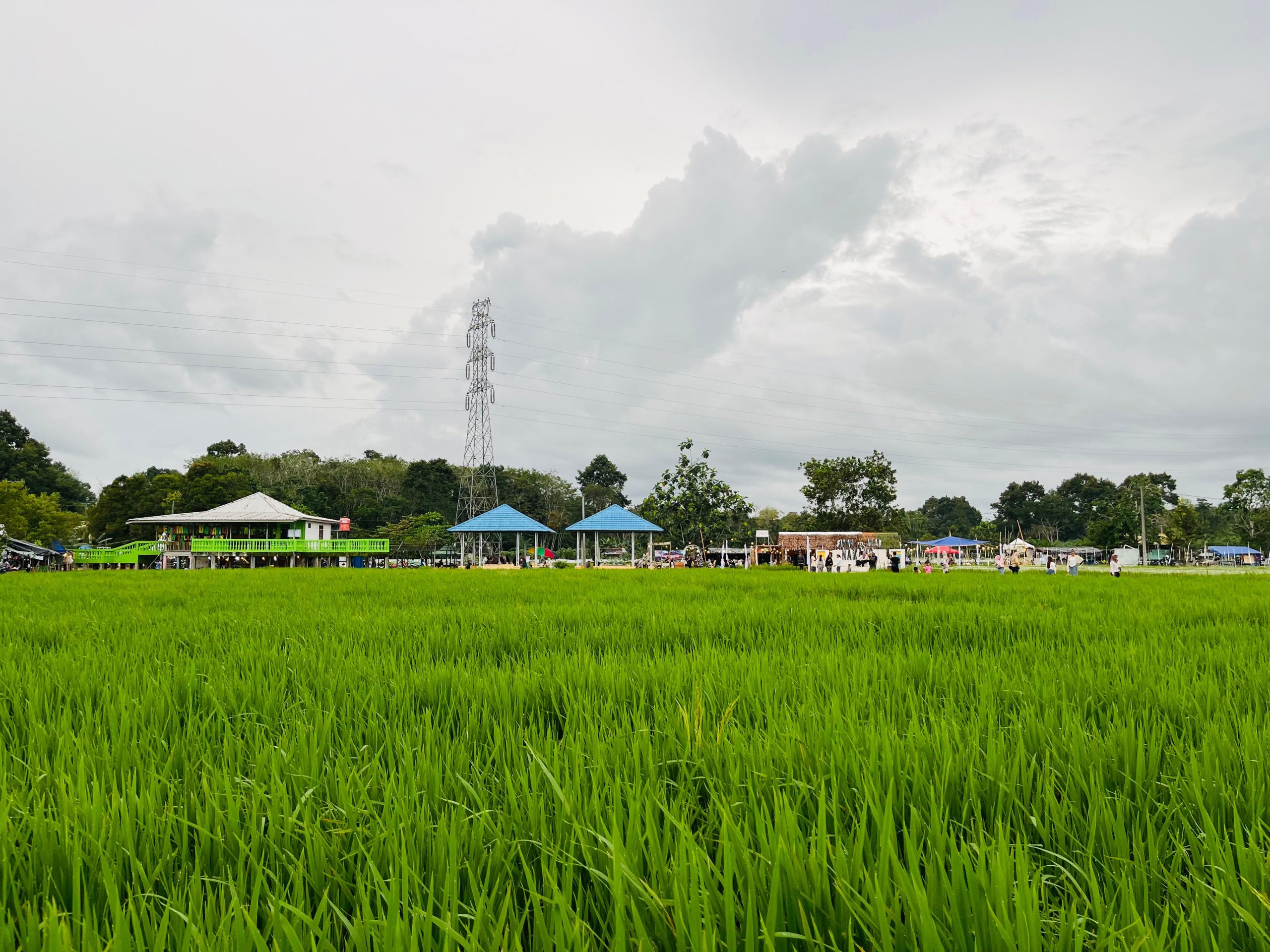 Sawah Pelawan